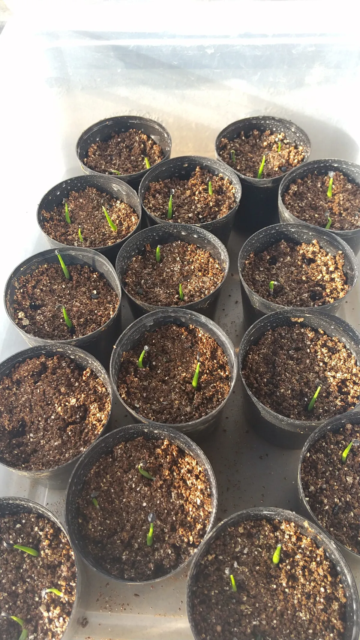 Agave utahensis ssp. utahensis (アガベ ユタエンシス)