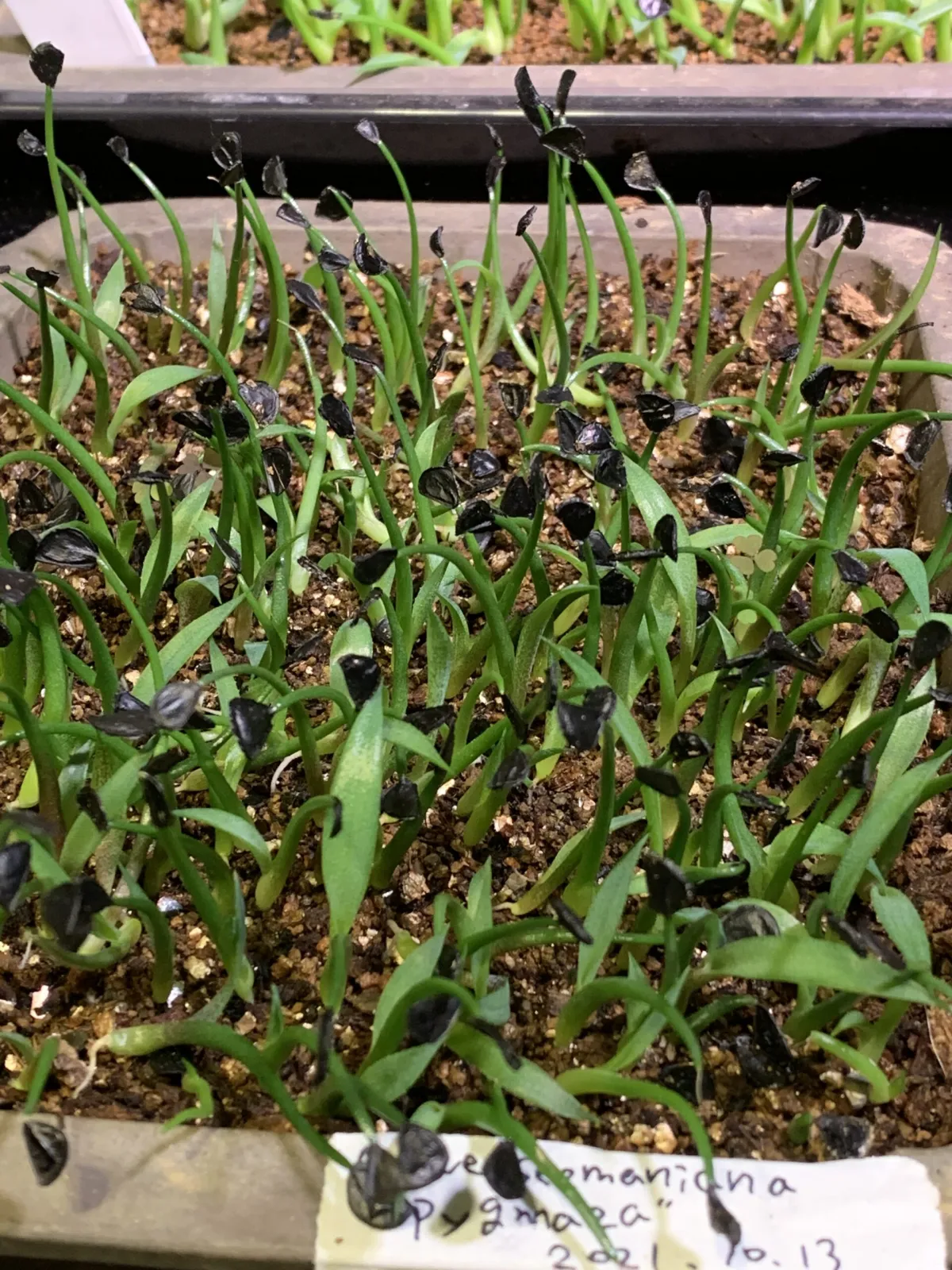 Agave seemanniana (アガベ ピグマエア)