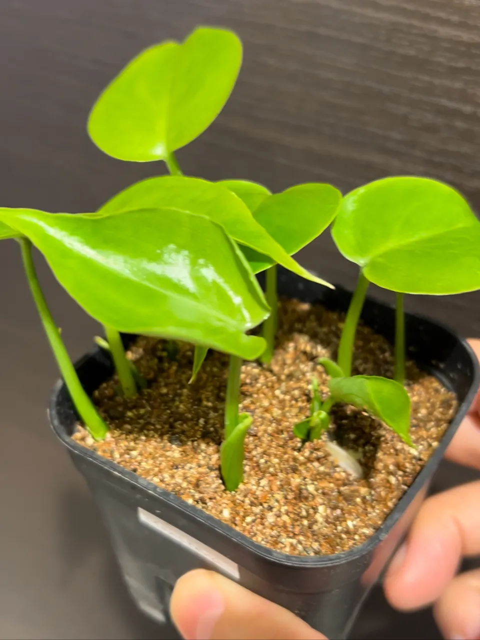 Monstera deliciosa Tauerii (モンステラ タウエリー)