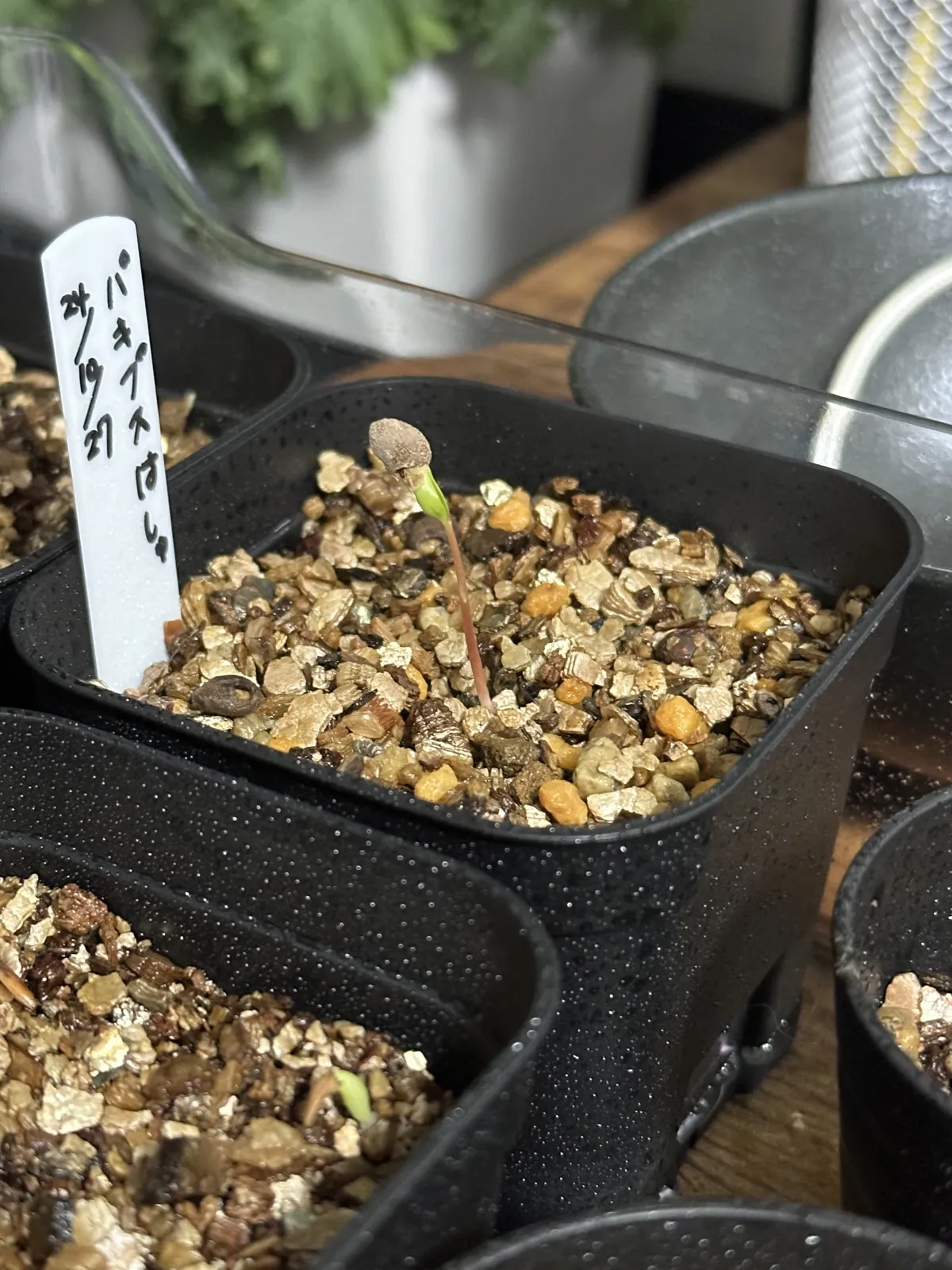 Operculicarya pachypus (オペルクリカリア パキプス)