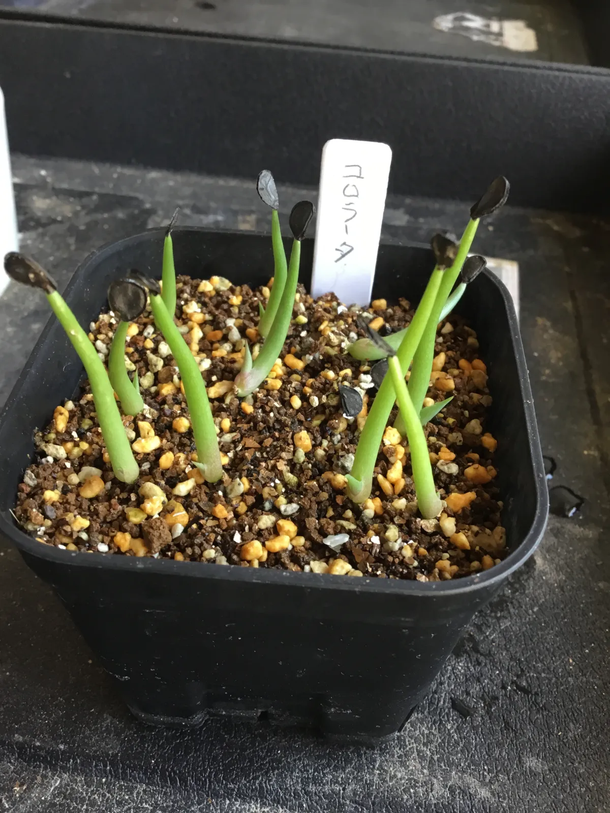 Agave colorata Mescal Ceniza (アガベ コロラータ)