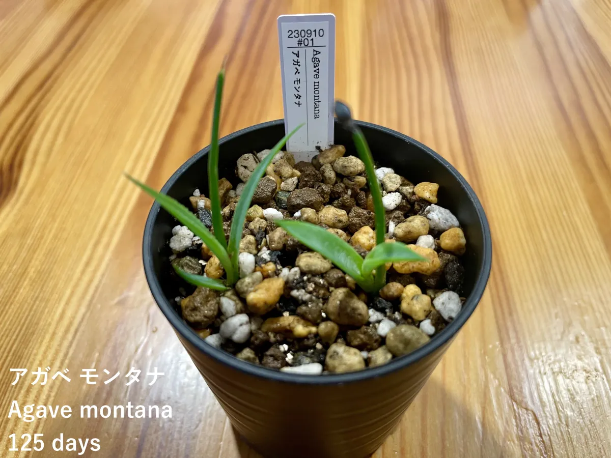 Agave montana (アガベ モンタナ)