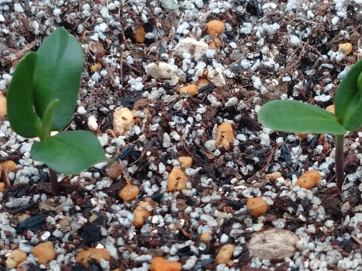 Olea europaea (オリーブ ユーロピア)