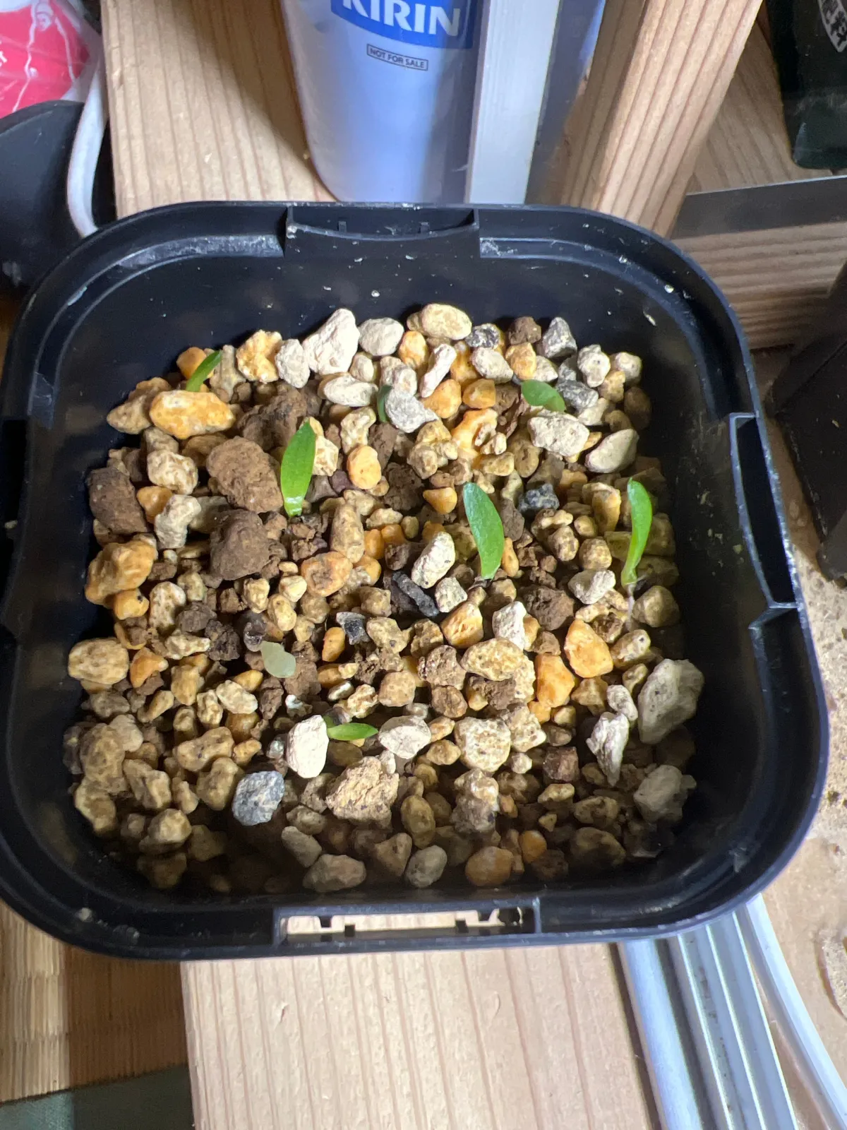 Aloe rupestris (アロエ ラペストリス)