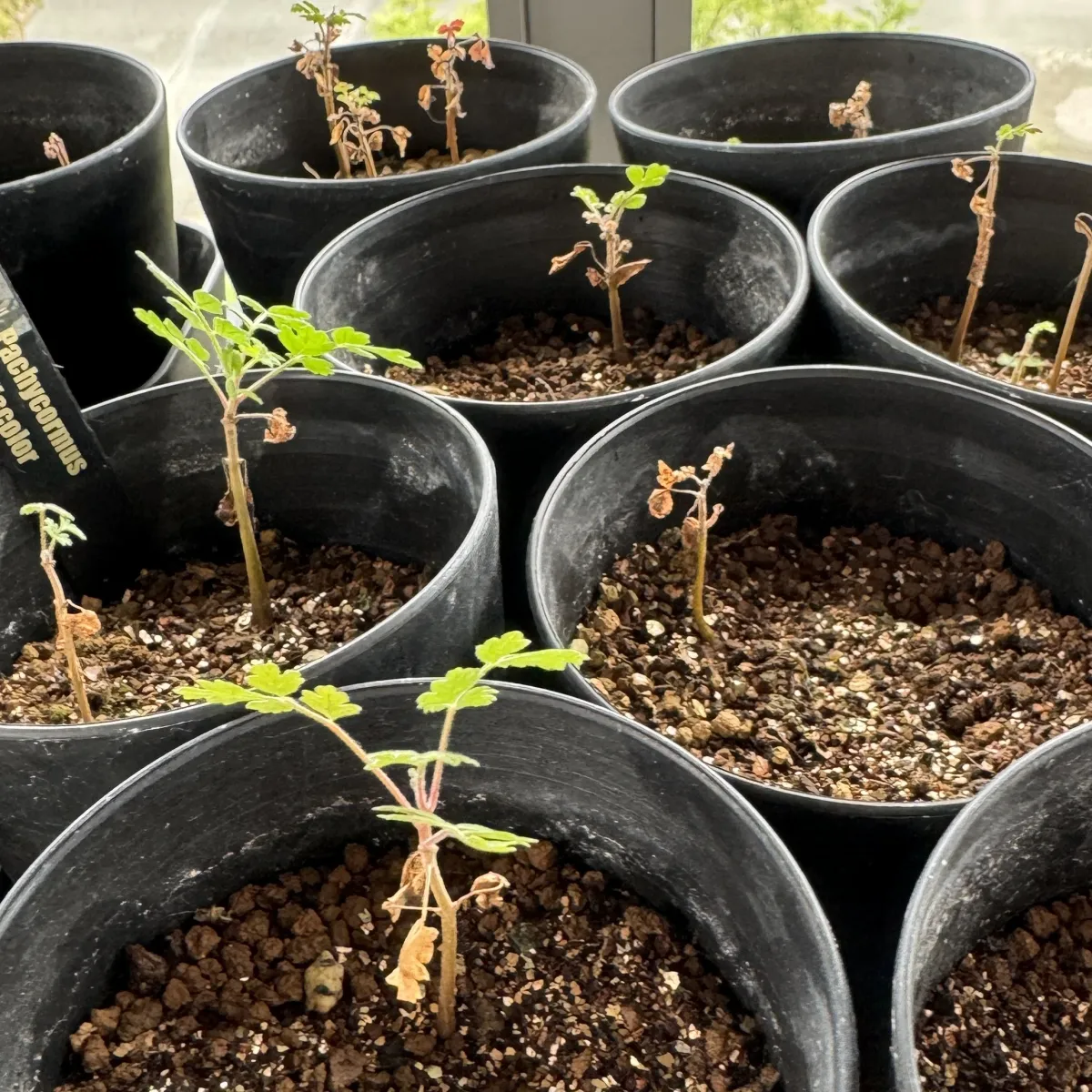 Pachycormus discolor (パキコルムス ディスカラー)