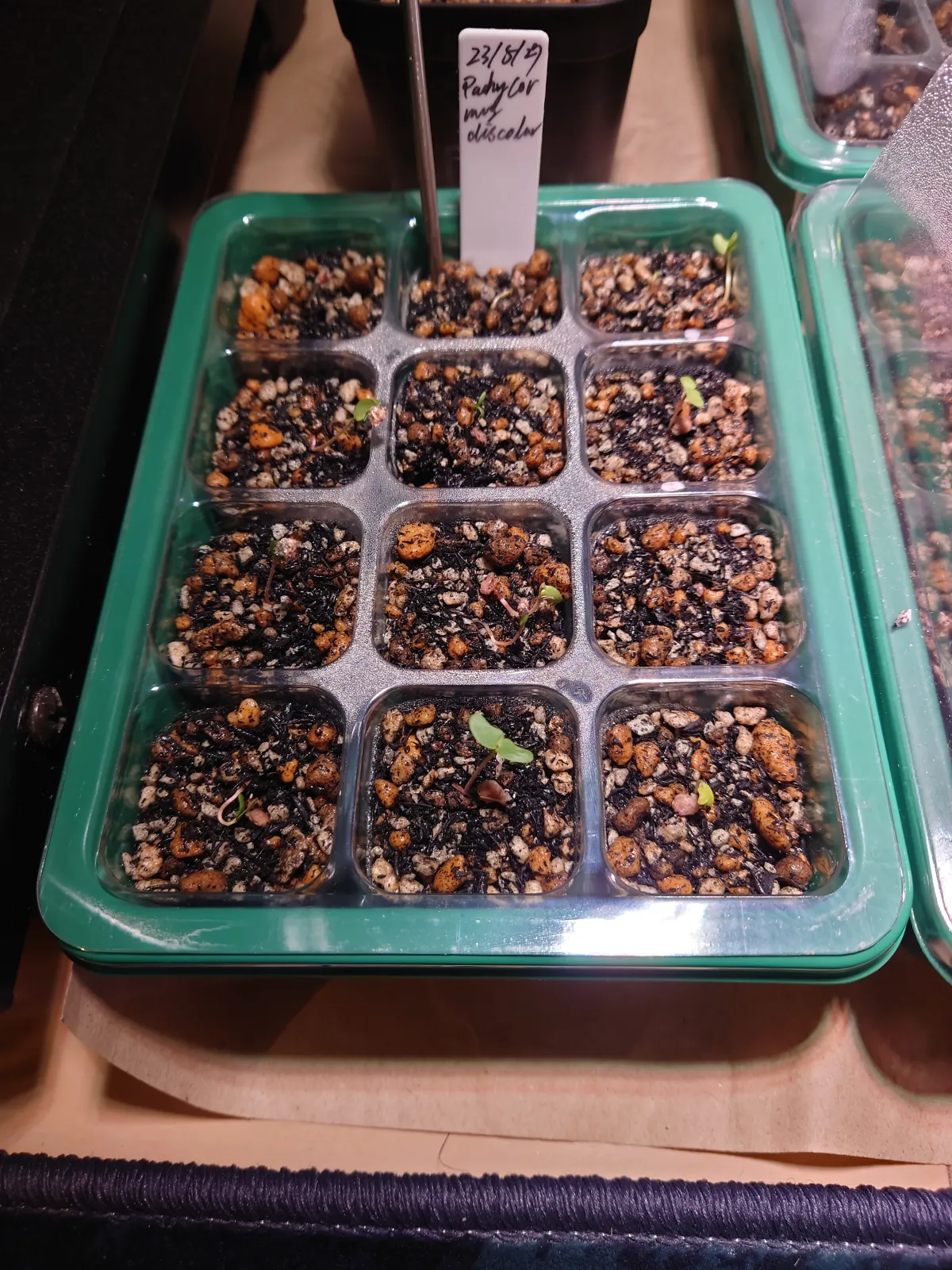 Pachycormus discolor (パキコルムス ディスカラー)