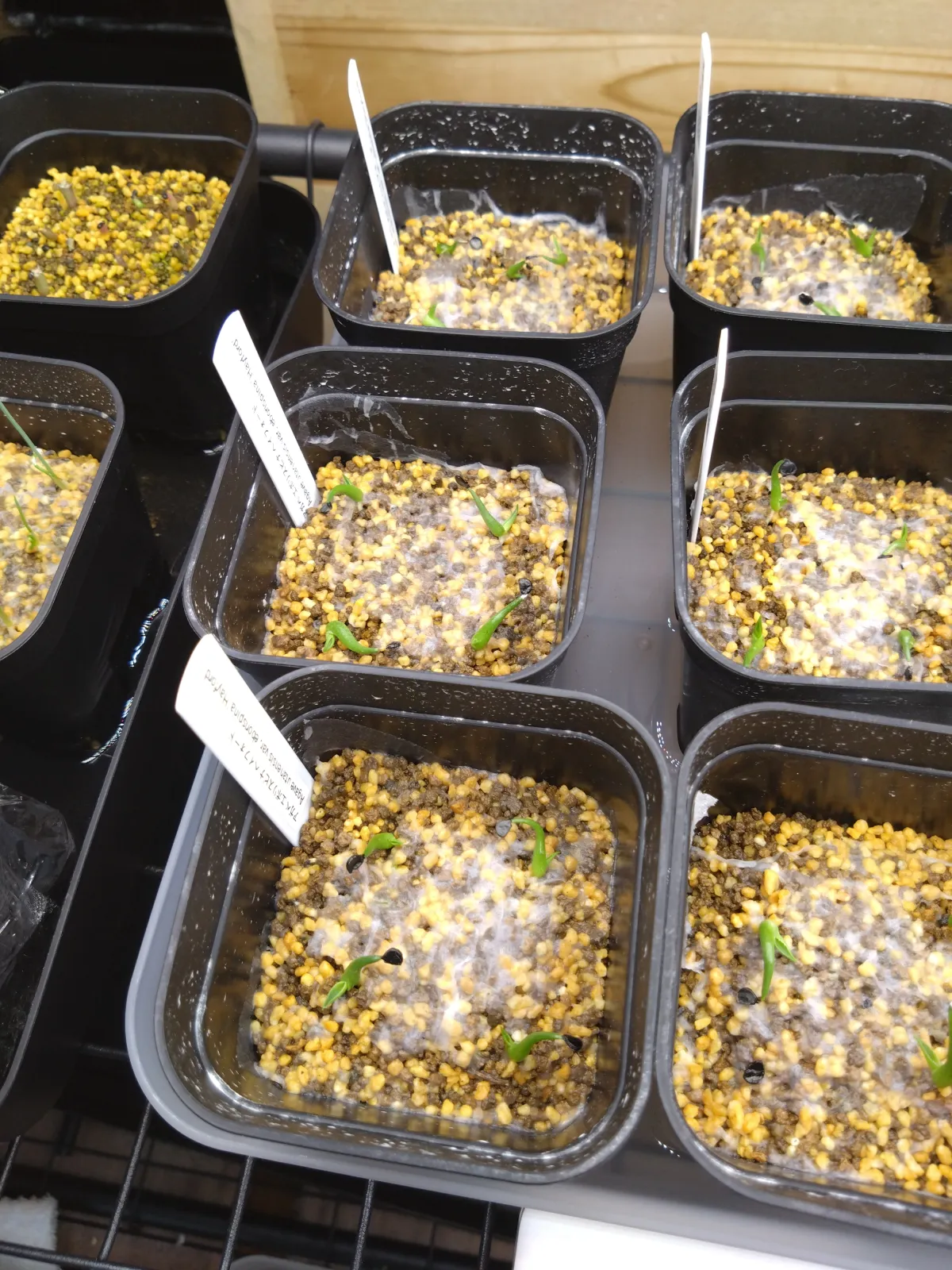 Agave utahensis var. eborispina 'Hayford' (アガベ エボリスピナ ヘイフォード)