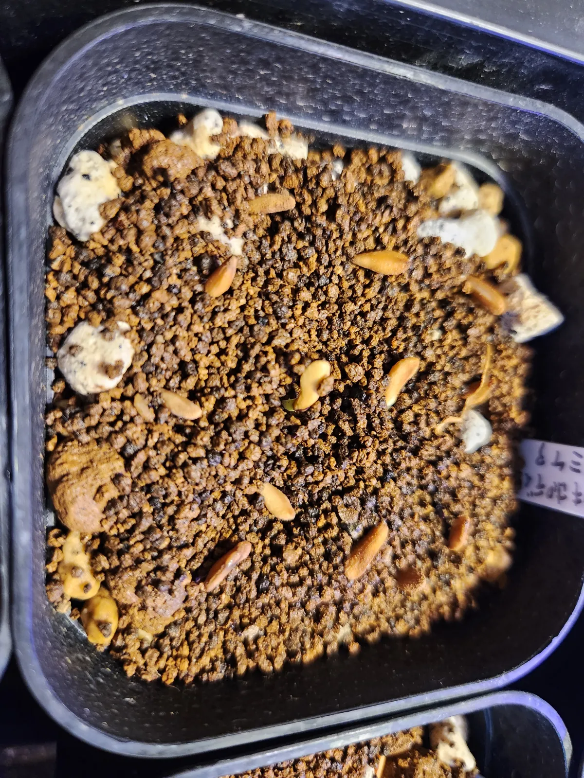 Pachypodium mikea (パキポディウム ミケア)