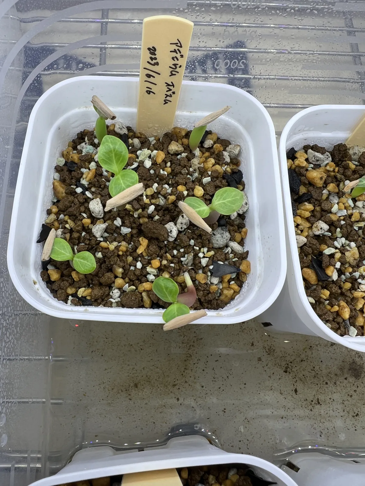 Adenium obesum (アデニウム オベスム)