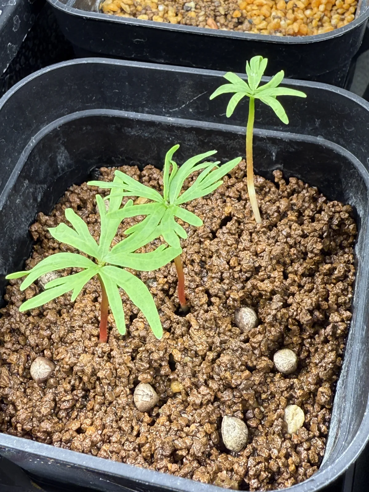 Bursera fagaroides (ブルセラ ファガロイデス)