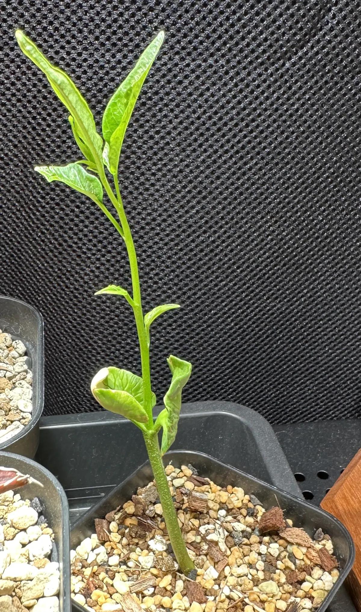 Adansonia grandidieri (アダンソニア（バオバブ）グランディディエリ)