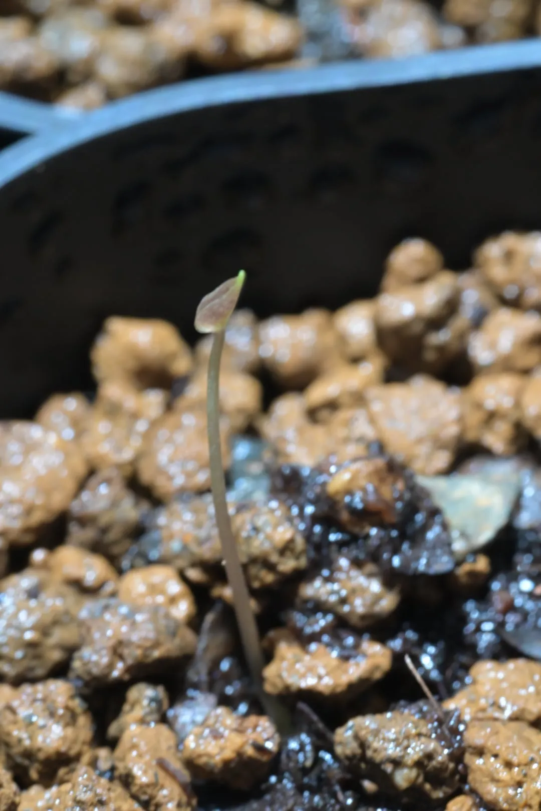 [チャレンジ種子] 亀甲竜 Dioscorea elephantipes ディオスコレア エレファンティペス 未発芽ロット