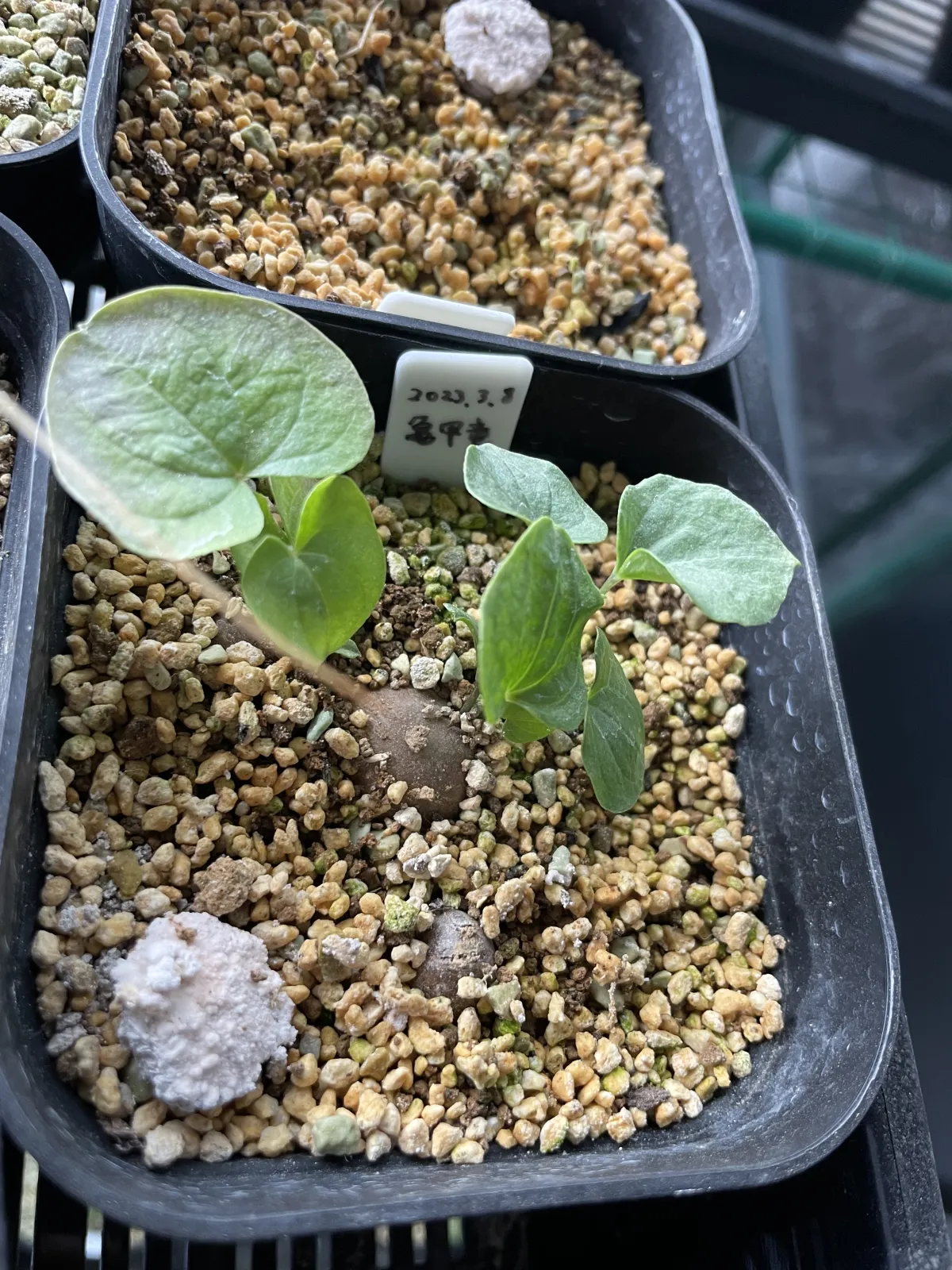 Dioscorea elephantipes (ディオスコレア エレファンティペス2023F)