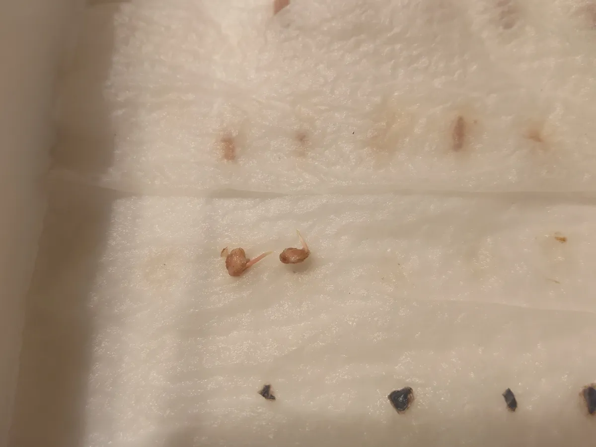 Pachycormus discolor (パキコルムス ディスカラー)