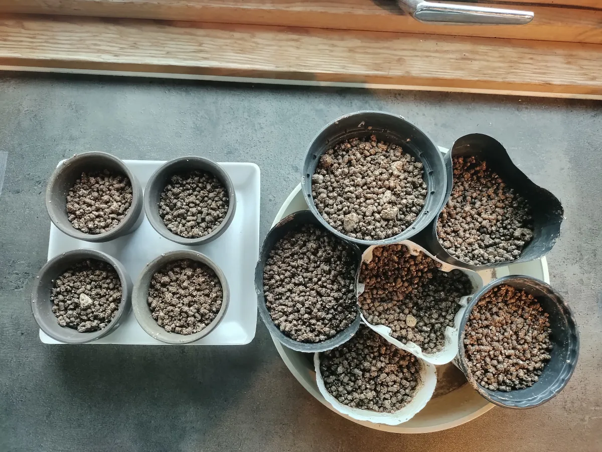 Aloe suzannae (アロエ スザンナエ)