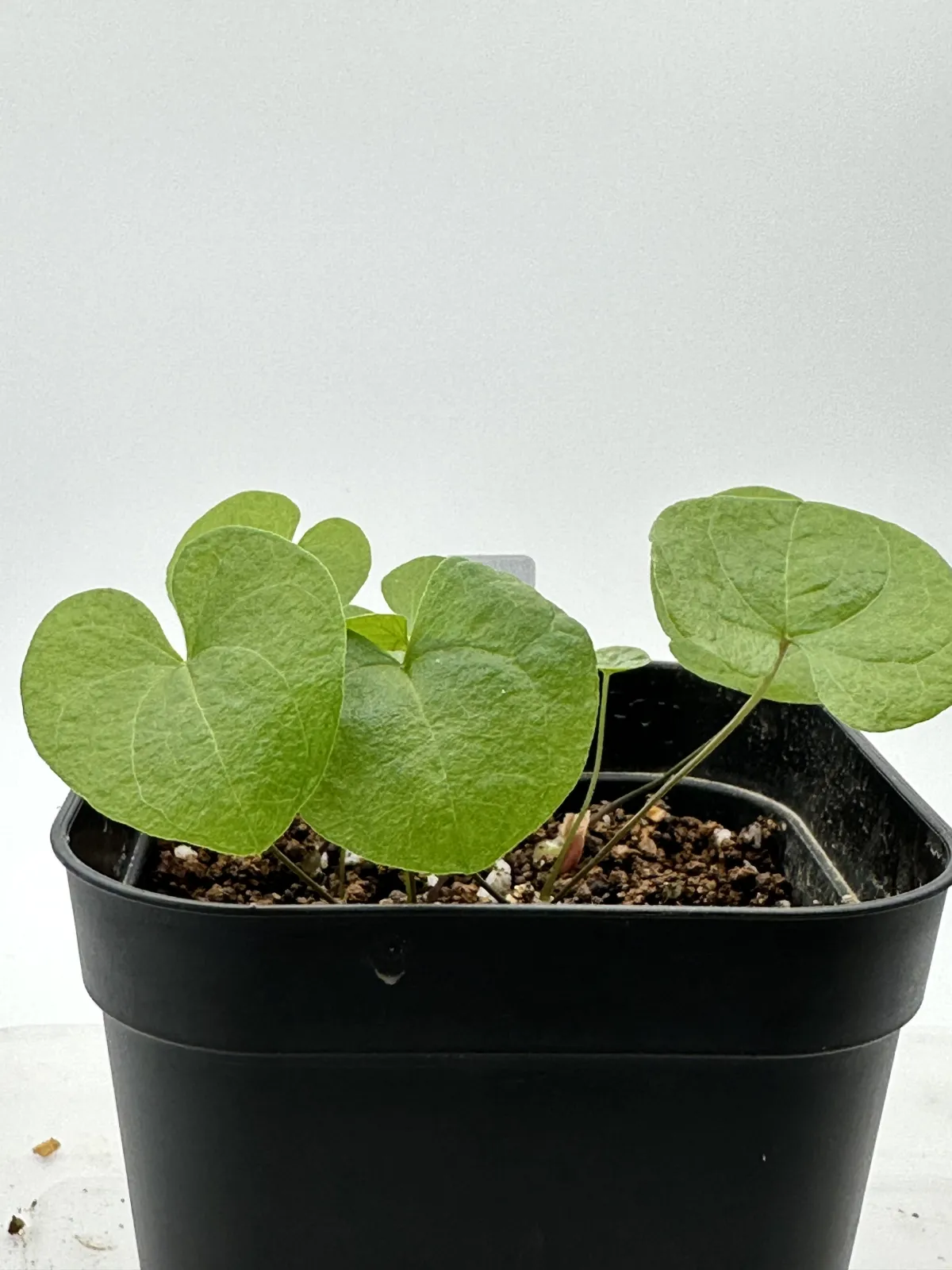 Dioscorea elephantipes (ディオスコレア エレファンティペス アフリカ亀甲竜)