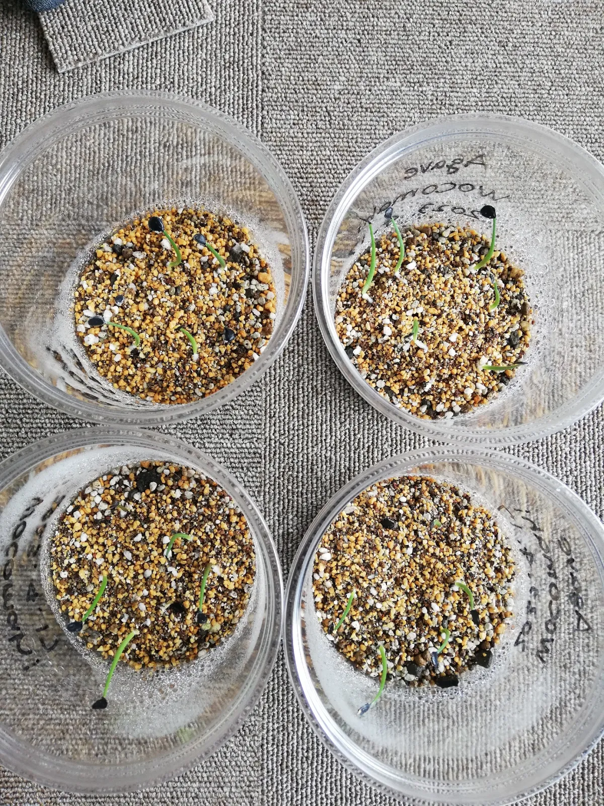 Agave wocomahi (アガベ ワコマヒー)