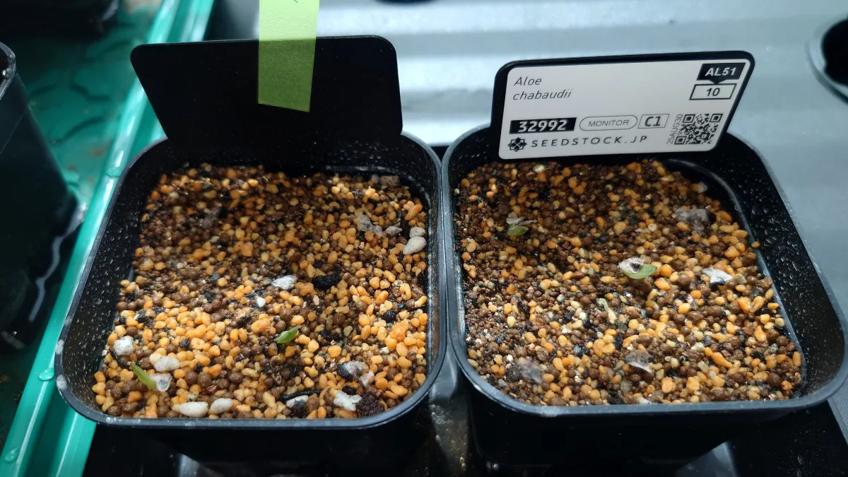 Aloe chabaudii (アロエ チャバウディー)