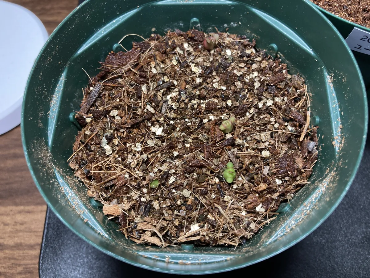 Euphorbia stellata (ユーフォルビア ステラータ 飛竜)