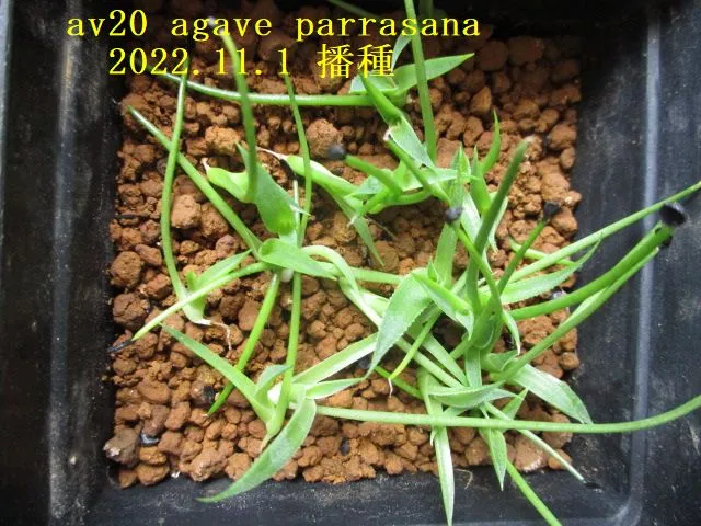 Agave parrasana (アガベ パラサナ)