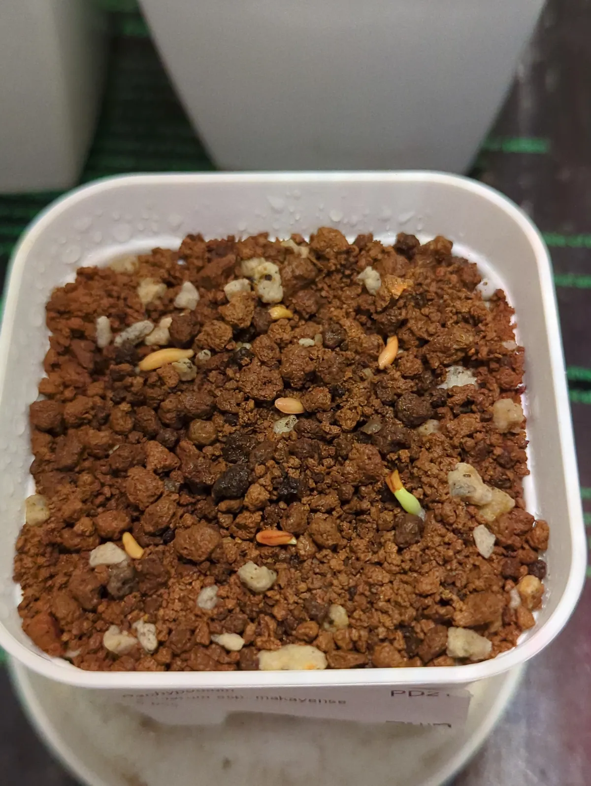 Pachypodium rosulatum subsp. makayense (パキポディウム マカイエンセ)