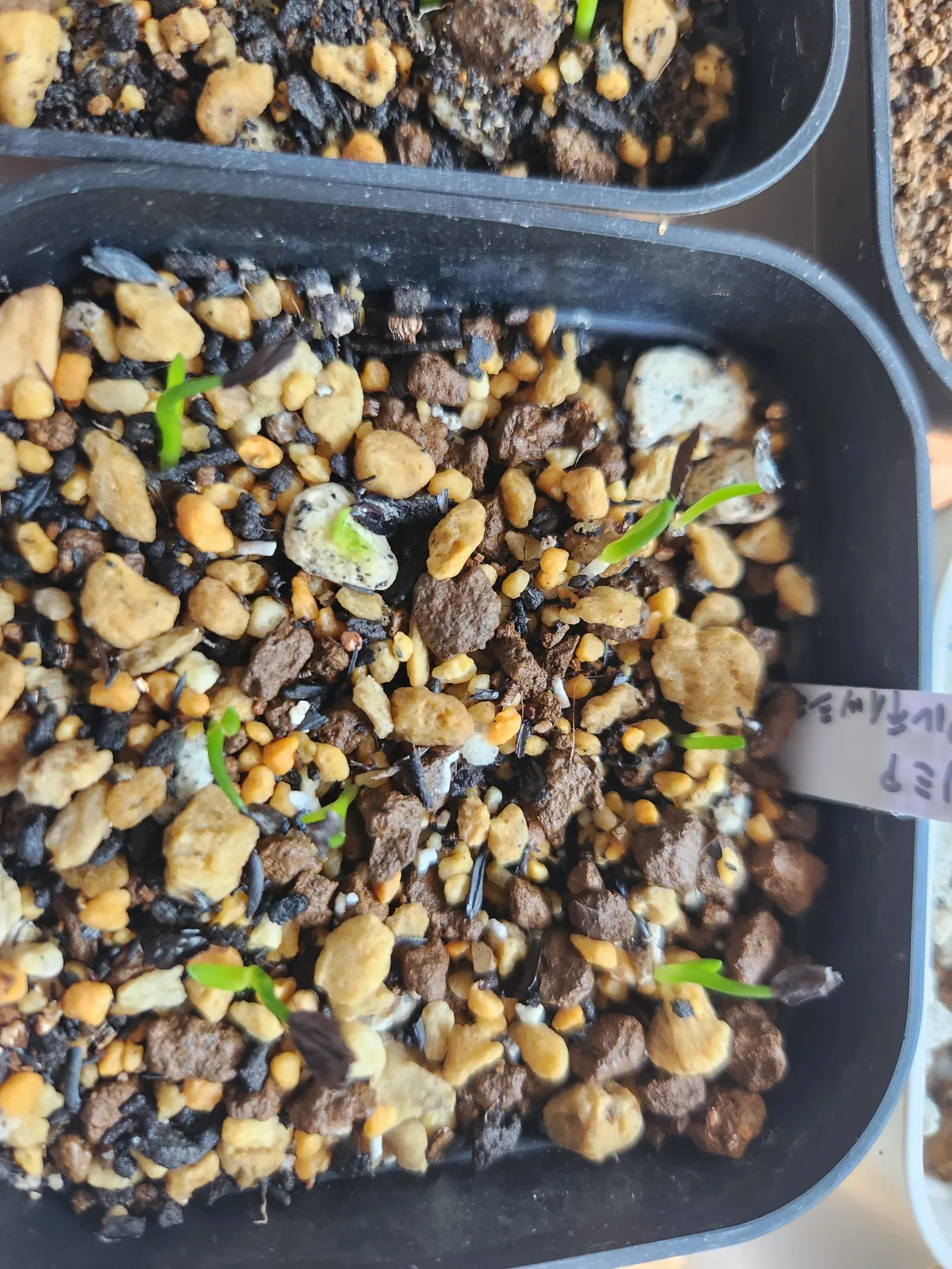 Drimia altissima (ドリーミア アルティッシマ)