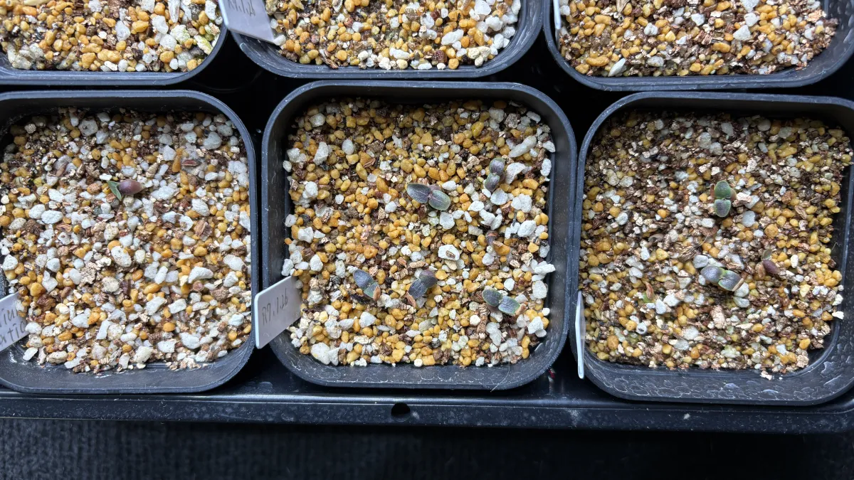 Pachypodium enigmaticum (パキポディウム エニグマチカム)