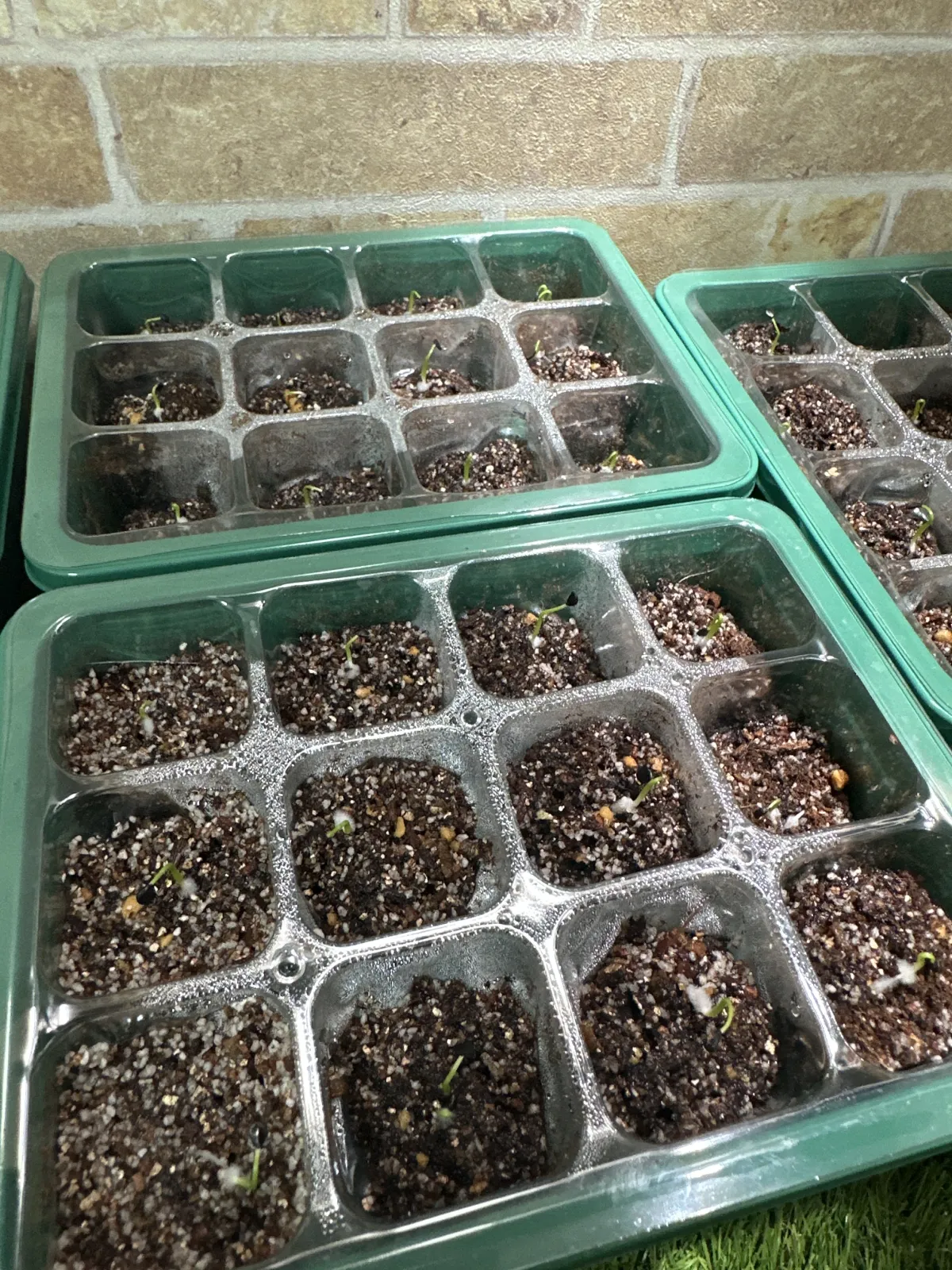 Agave utahensis var. eborispina (アガベ エボリスピナ)