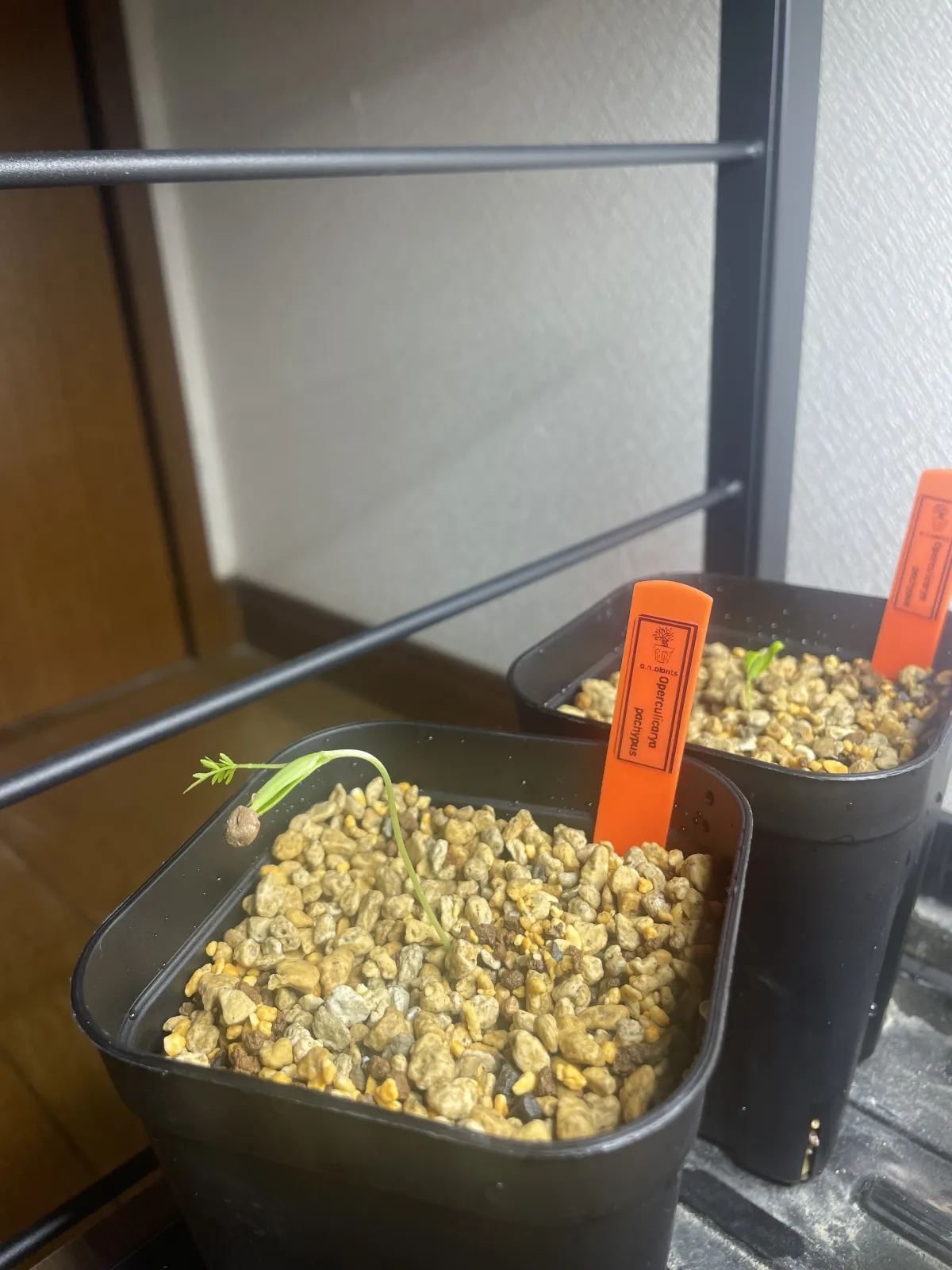 Operculicarya pachypus (オペルクリカリア パキプス)