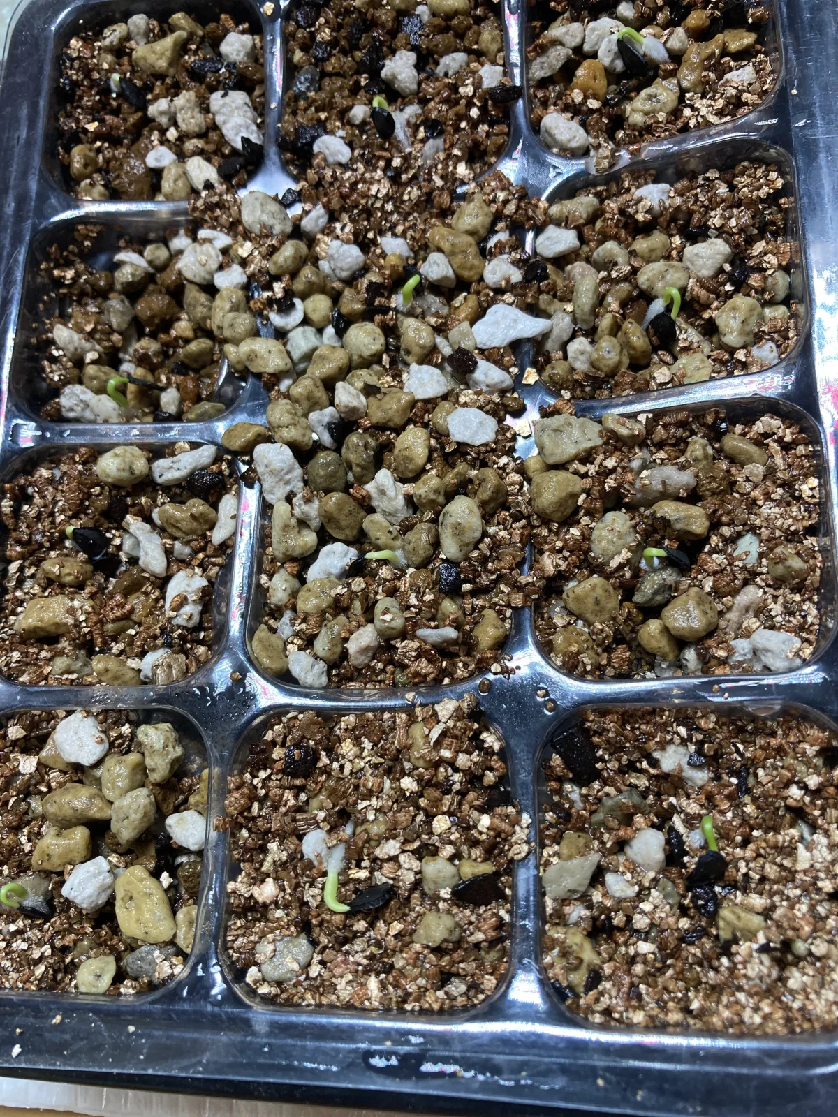 Agave americana var. franzosinii (アガベ フランゾシニー)