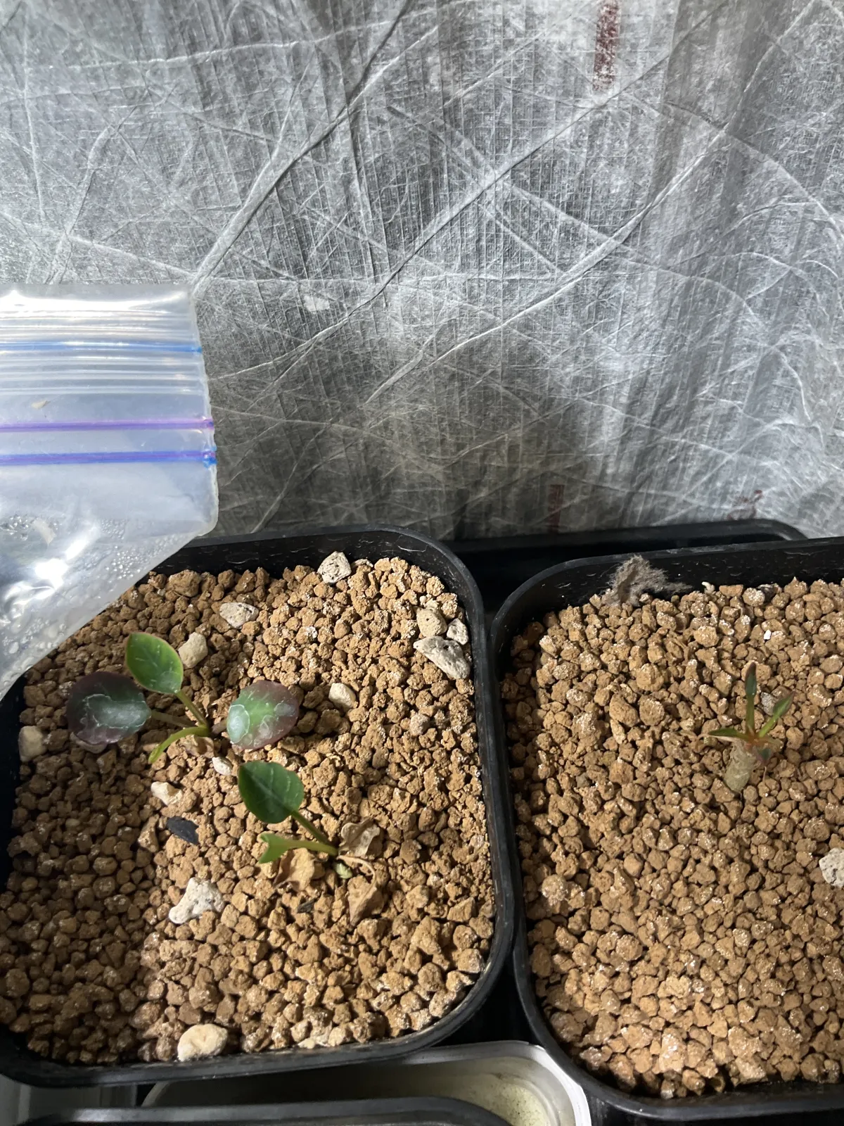 Euphorbia guillauminiana (ユーフォルビア ギラウミニアナ)