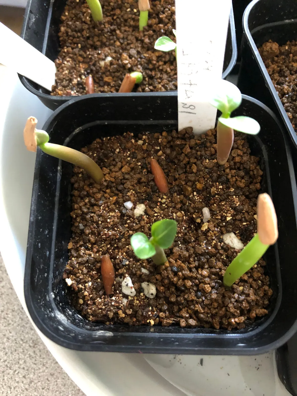 Adenium obesum var. arabicum S1 (アデニウム タイソコトラナムS11)