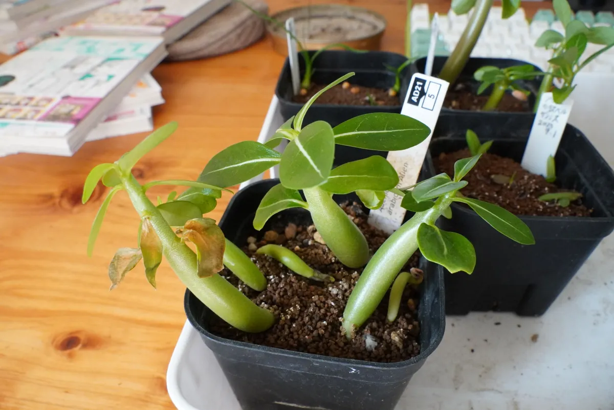 Adenium arabicum (アデニウム エイリアン)