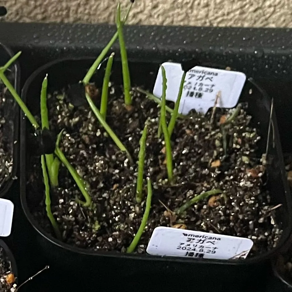 Agave americana ssp. americana (アガベ アメリカーナ)