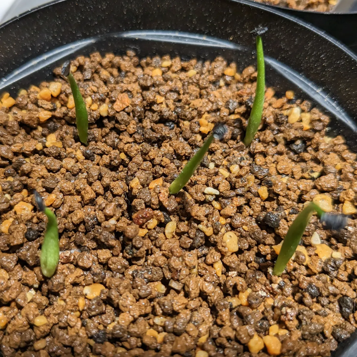 Agave utahensis var. eborispina (アガベ エボリスピナ)