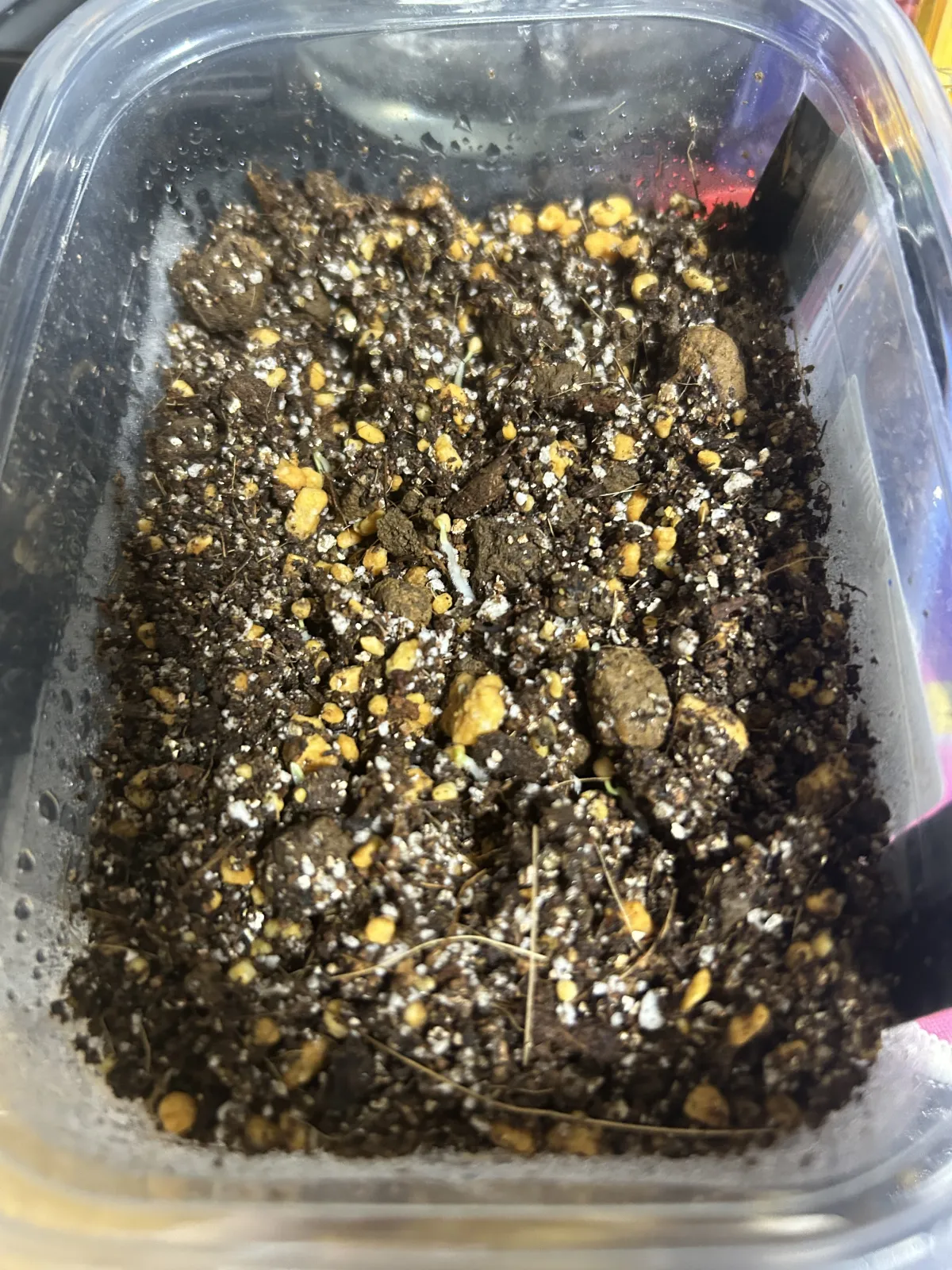 Dasylirion wheeleri (ダシリリオン ウィーレリ)