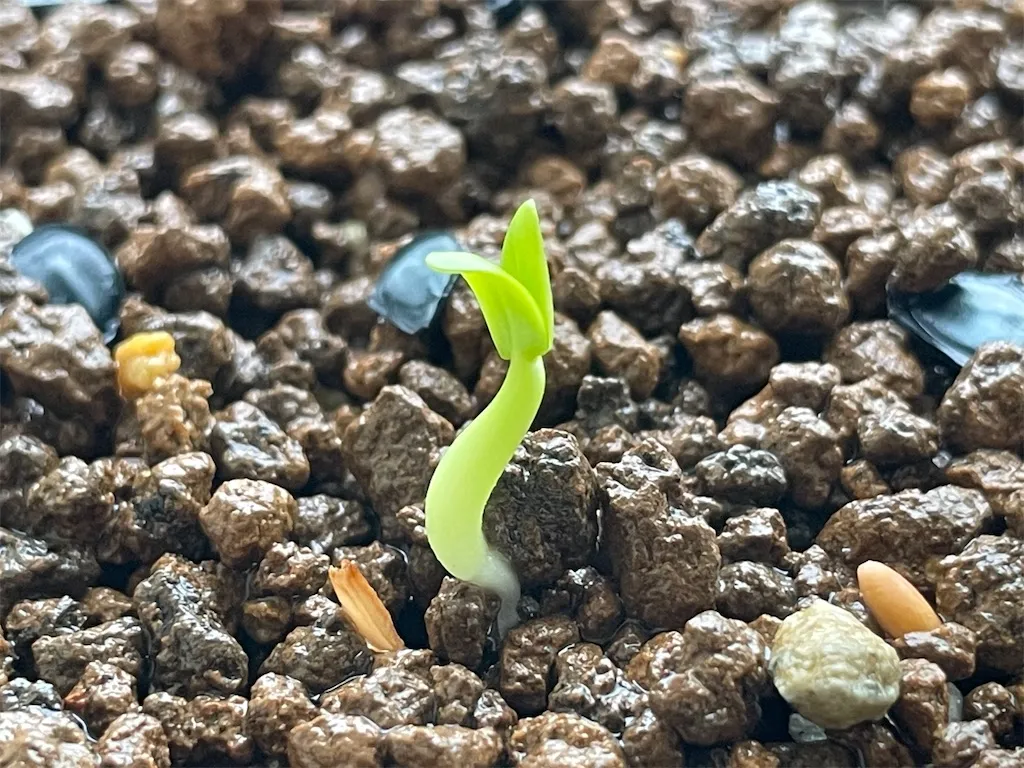 Pachypodium rosulatum ssp. rosulatum (パキポディウム ロスラーツム)