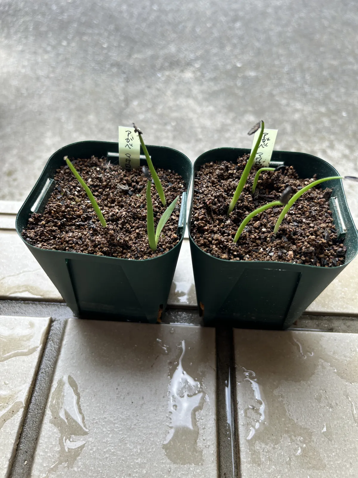 Agave macroacantha (アガベ マクロアカンサ 八荒殿)