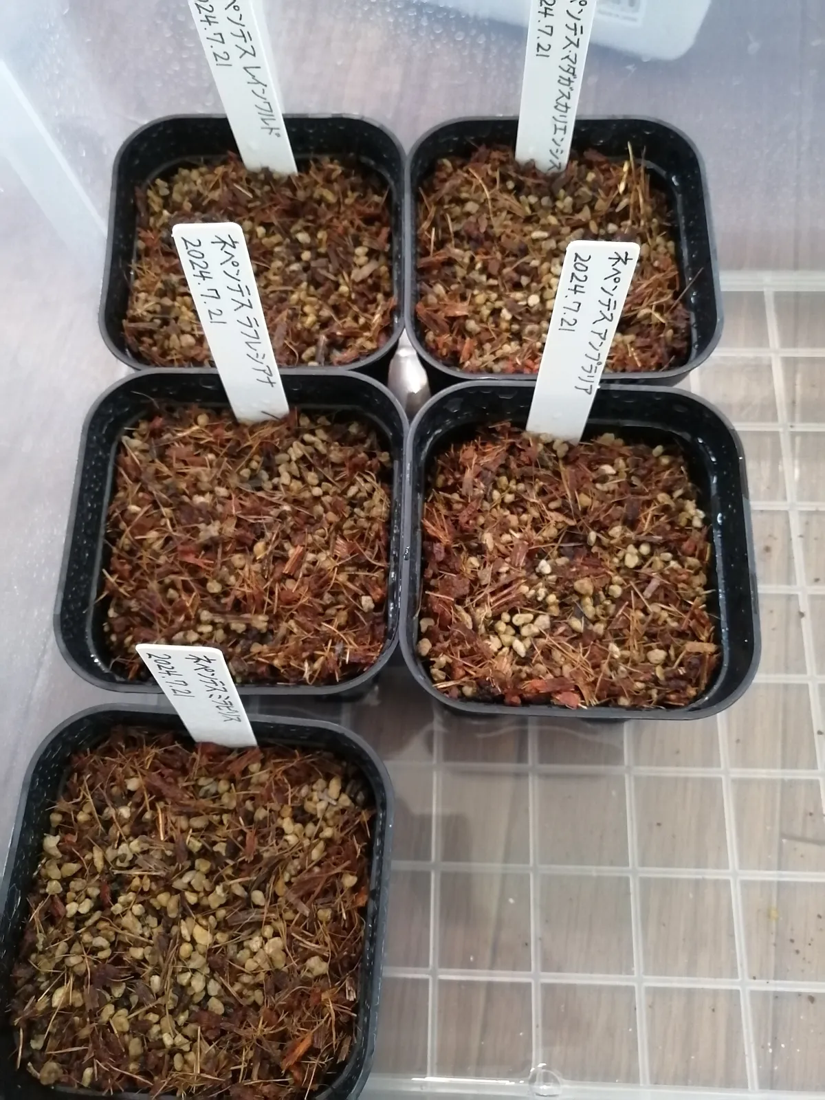 Nepenthes reinwardtiana (ネペンテス レインワルドティアナ)