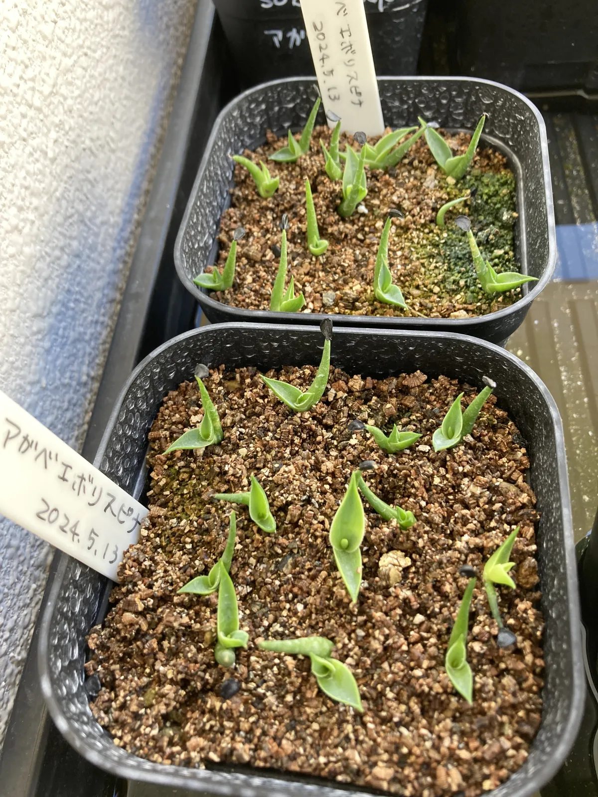 Agave utahensis var. eborispina 'Hayford' (アガベ エボリスピナ ヘイフォード)