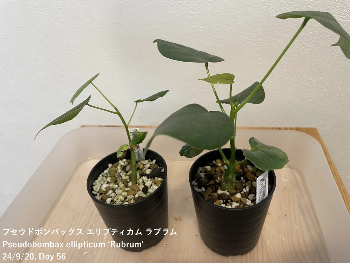 Pseudobombax ellipticum (セウドボンバックス エリプティカム ラブラム)