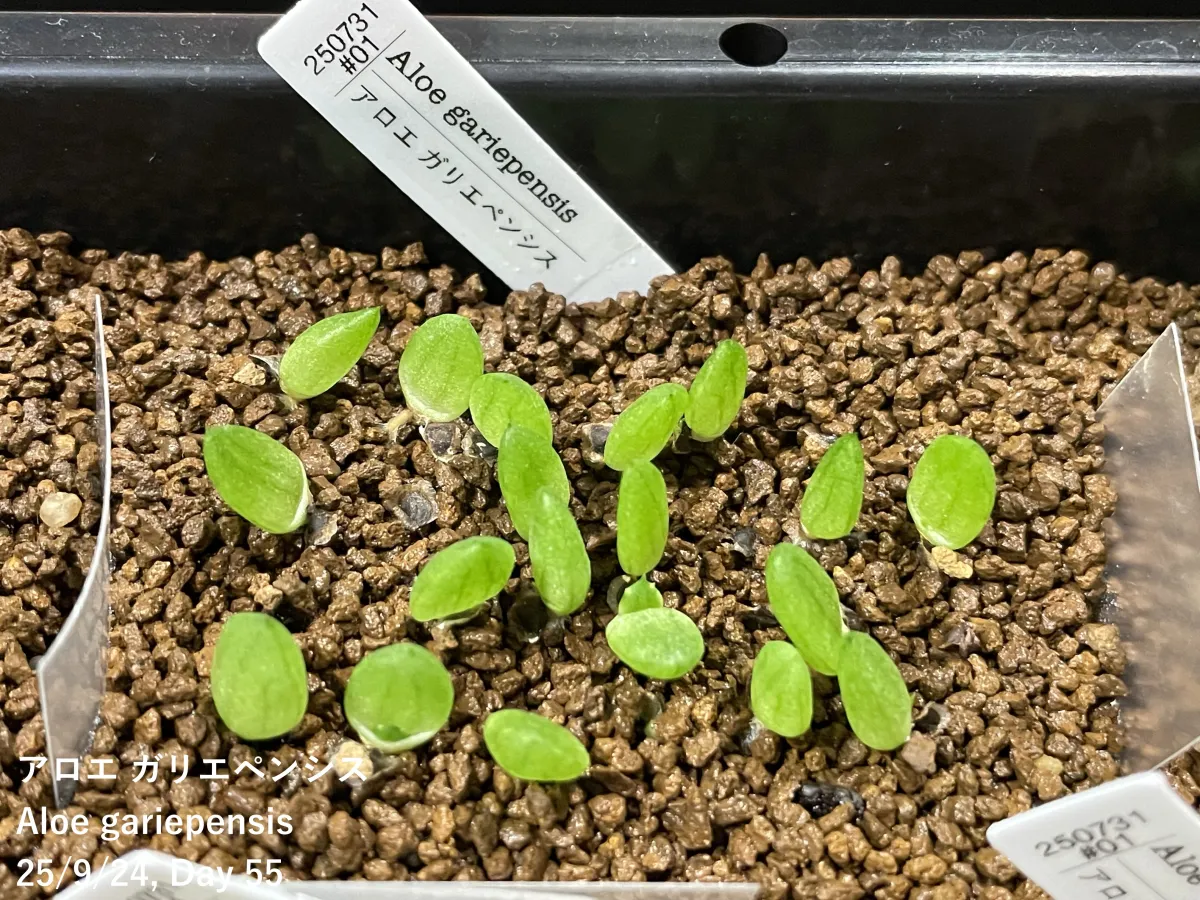 Aloe gariepensis (アロエ ガリエペンシス)