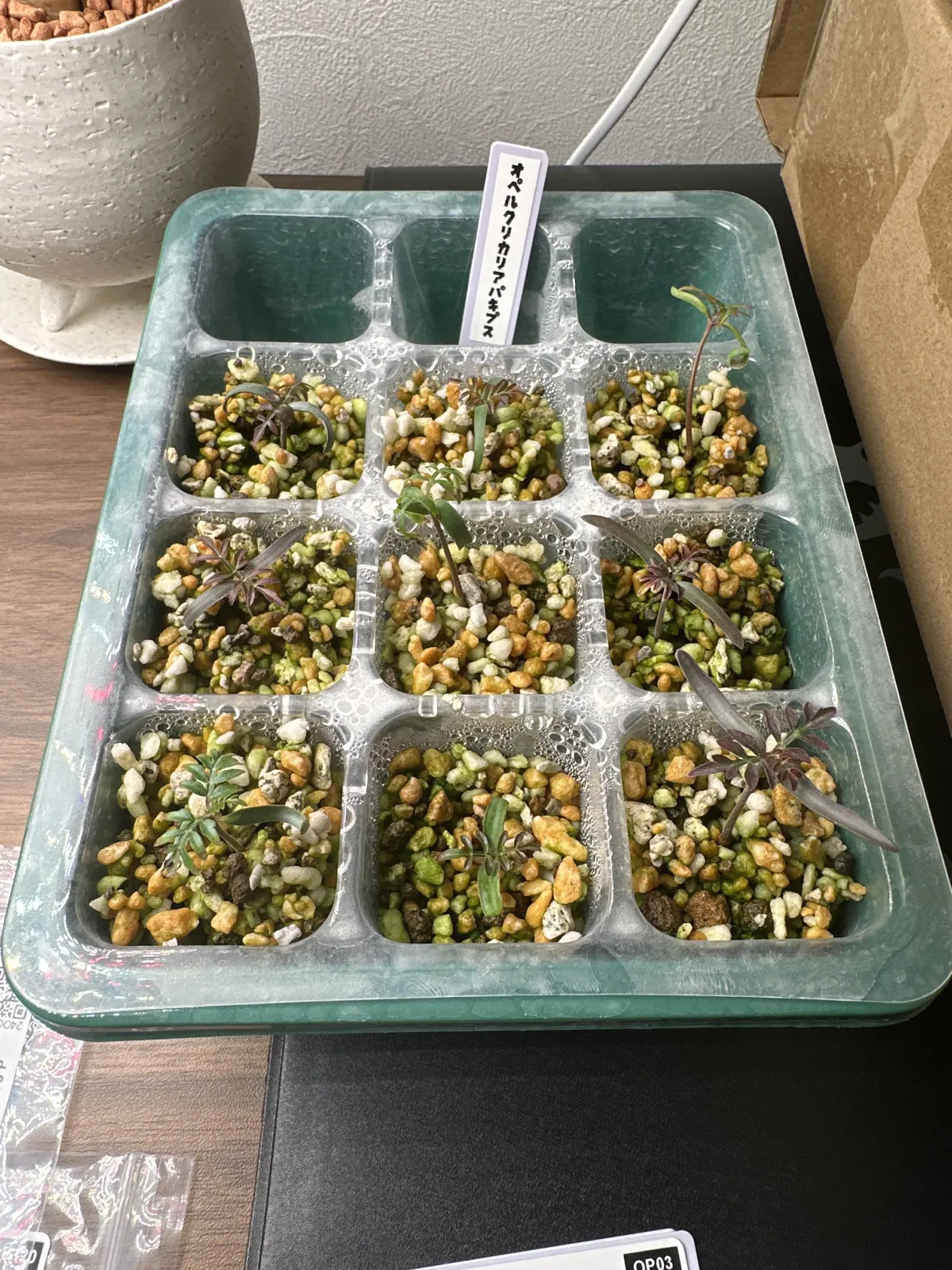 Operculicarya pachypus (オペルクリカリア パキプス)