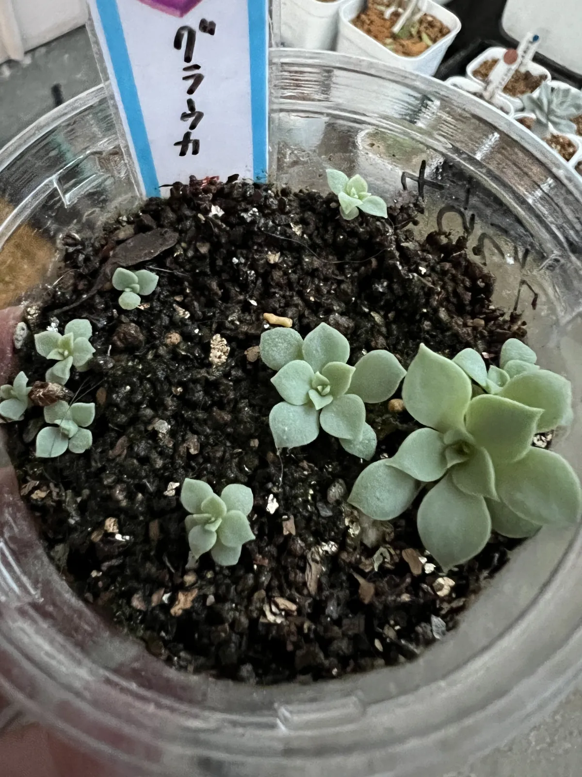 Echeveria secunda var. glauca Glauca (エケベリア グラウカ)
