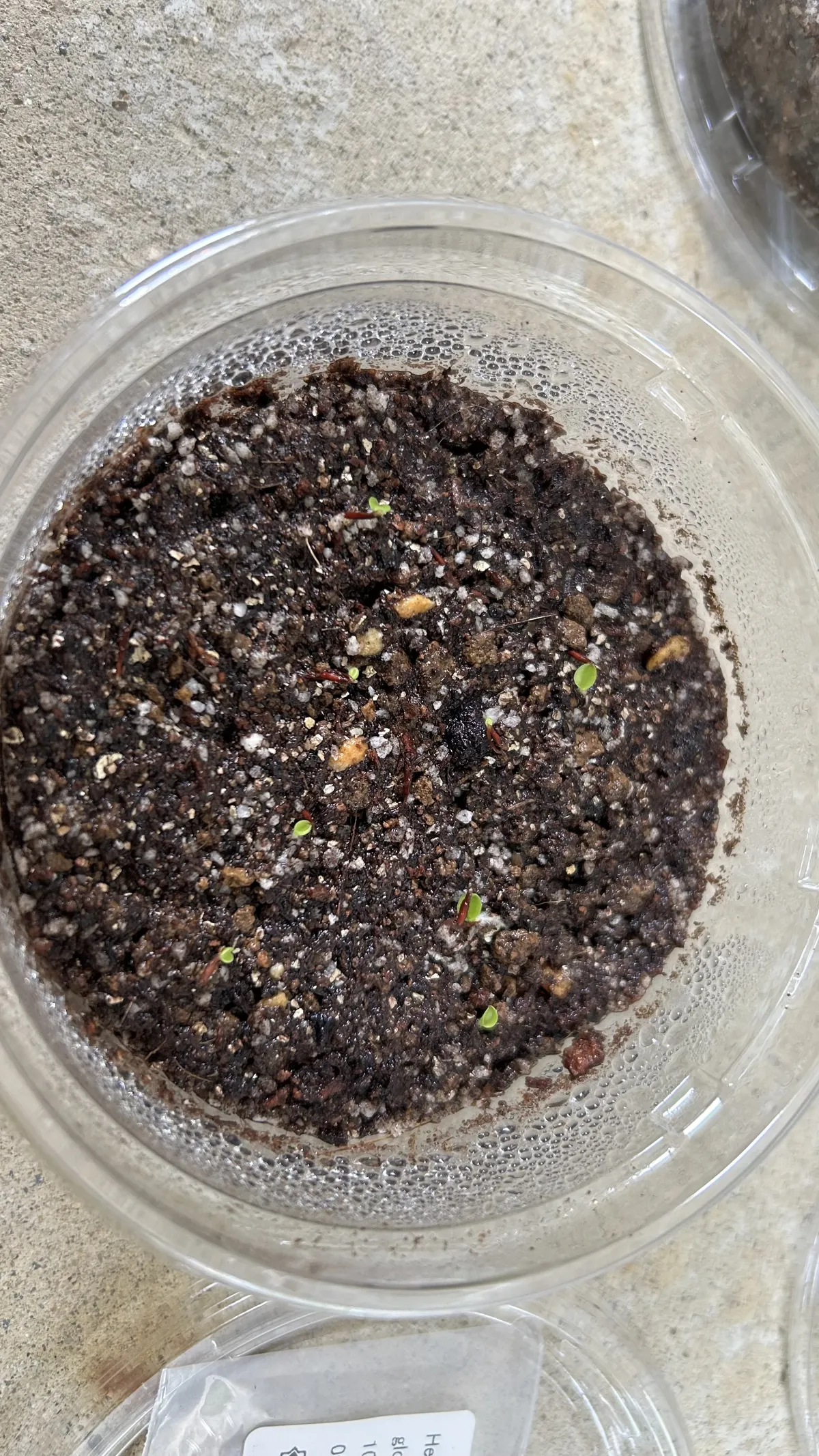 Hechtia glomerata (ヘクチア グロメラータ)