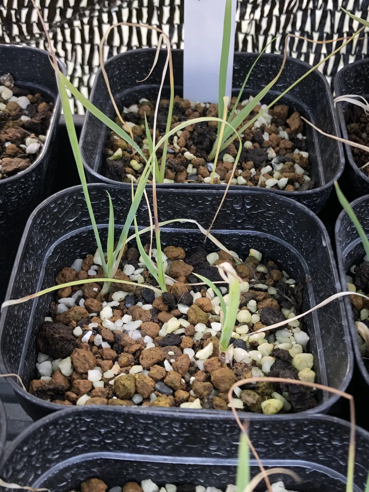 Yucca rigida (ユッカ リギダ)