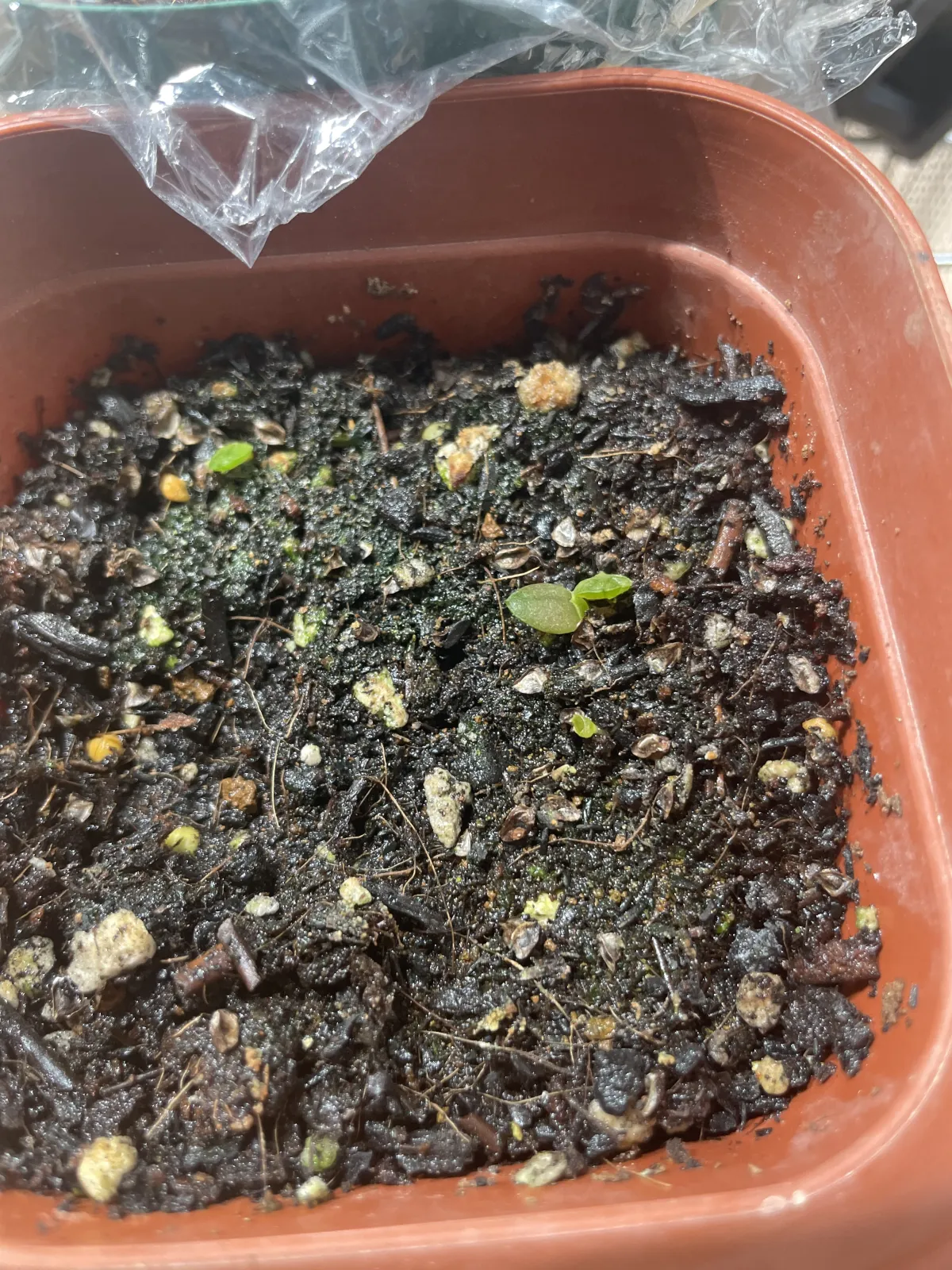 Aloe striata (アロエ ストリアータ ピーチフラワー)