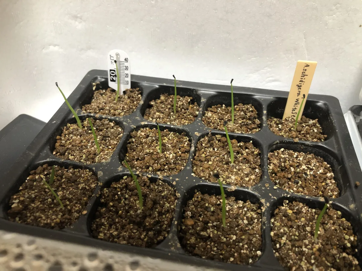 Agave schidigera White Stripe (アガベ シジゲラ ホワイトストライプ)