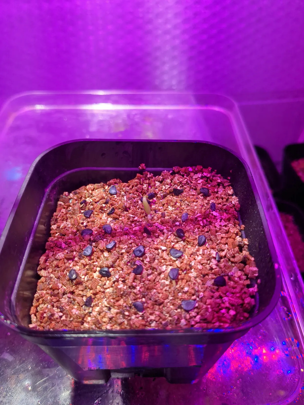 Agave horrida 'Chocolate Thorn' (アガベ ホリダ チョコレートソーン)