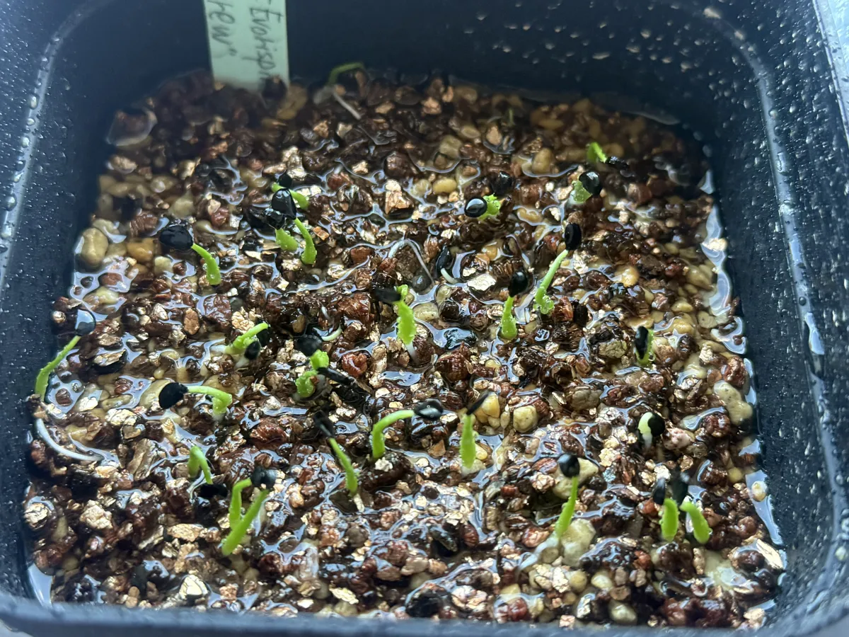 Agave utahensis var. eborispina 'Corkscrew' (アガベ ユタエンシスコークスクリュー)